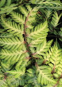 Athyrium niponicum var. pictum 'Wildwood Twist'